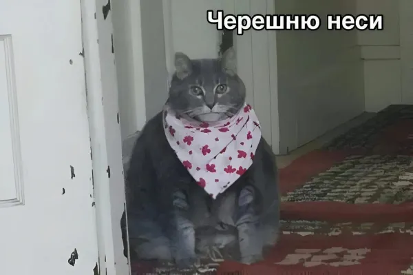 Мем, Антиклептократ Мем, Антиклептократ