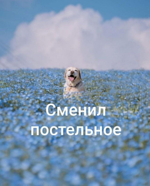 Мем, Антиклептократ