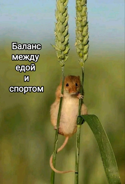 Мем, Рысь
