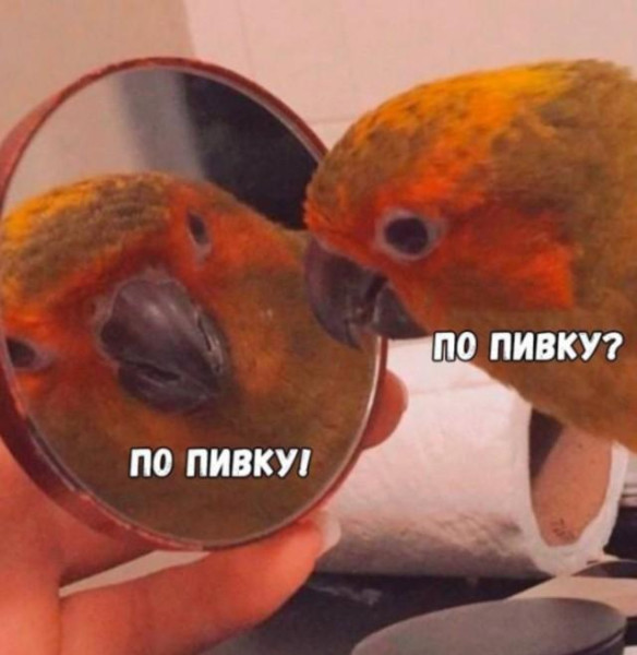 Мем: С собой любимым, Антиклептократ Мем: С собой любимым, Антиклептократ