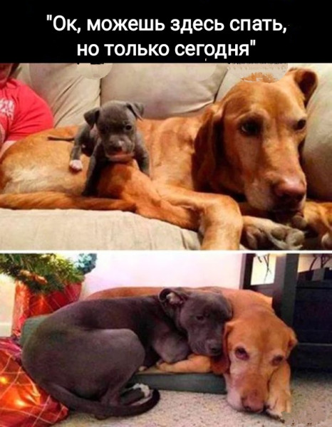 Мем, Рысь