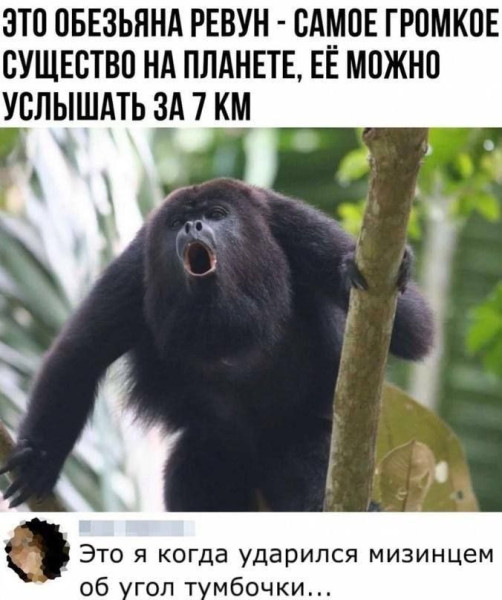 Мем, Ashmedai