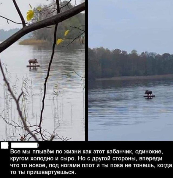 Мем, Bassplayer Мем, Bassplayer