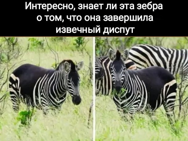 Мем, Рысь