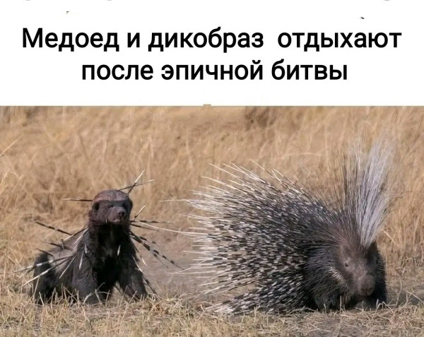 Мем, Рысь Мем, Рысь