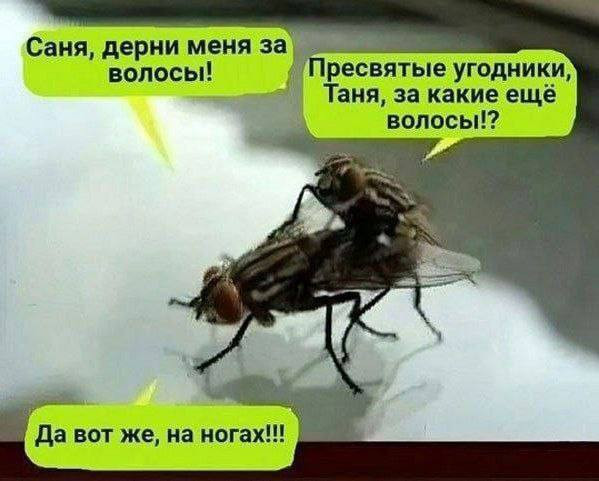 Мем, Ashmedai Мем, Ashmedai