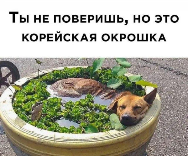Мем, Антиклептократ Мем, Антиклептократ