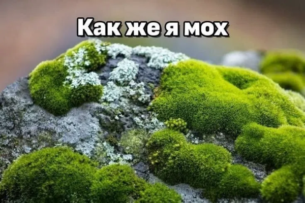 Мем, ArsenZahar5 Мем, ArsenZahar5