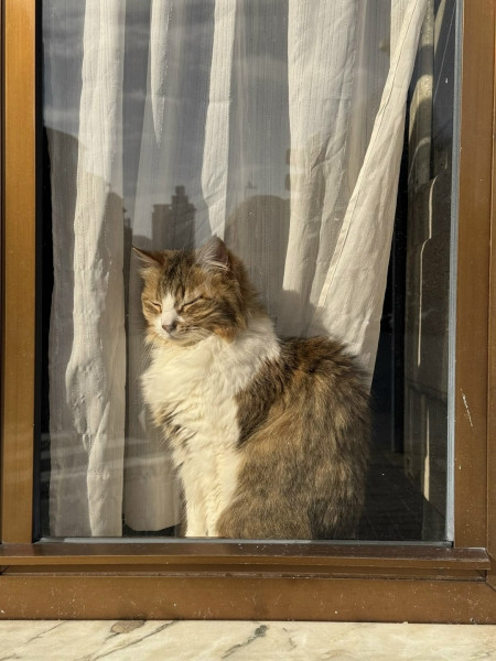 Мем, Александр Скоро