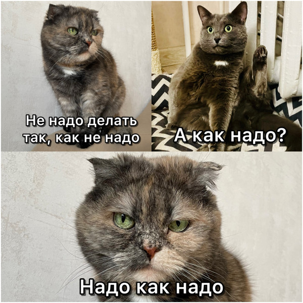 Мем, Mghost Мем, Mghost