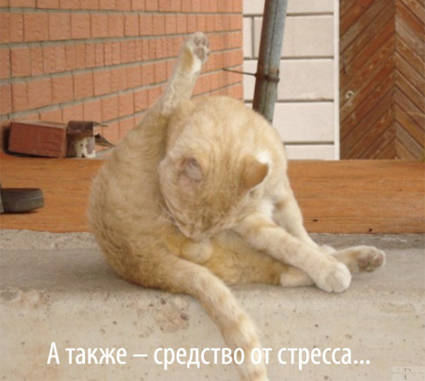 Мем: В День мочалки и геля для душа Мем: В День мочалки и геля для душа