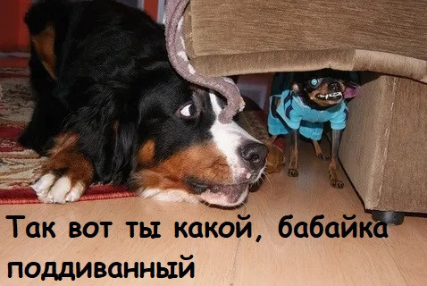 Мем, Лис Интересный Мем, Лис Интересный