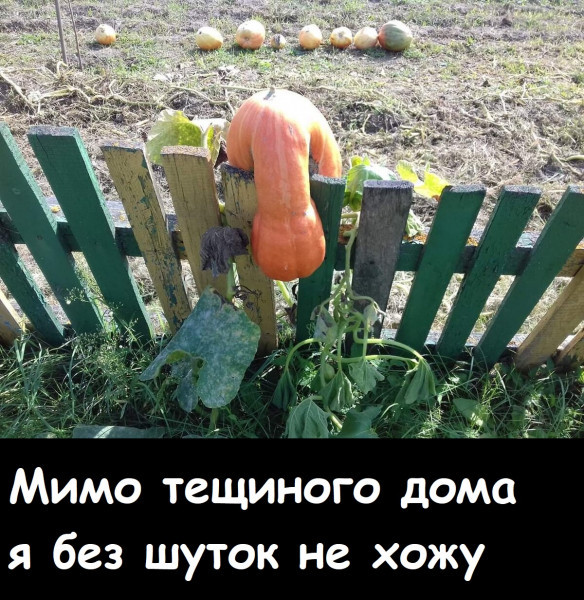 Мем, Лис Интересный Мем, Лис Интересный