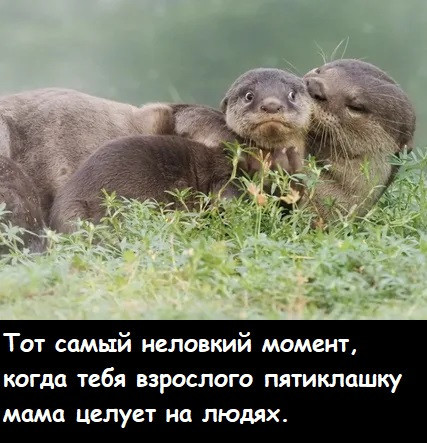 Мем, Лис Интересный Мем, Лис Интересный