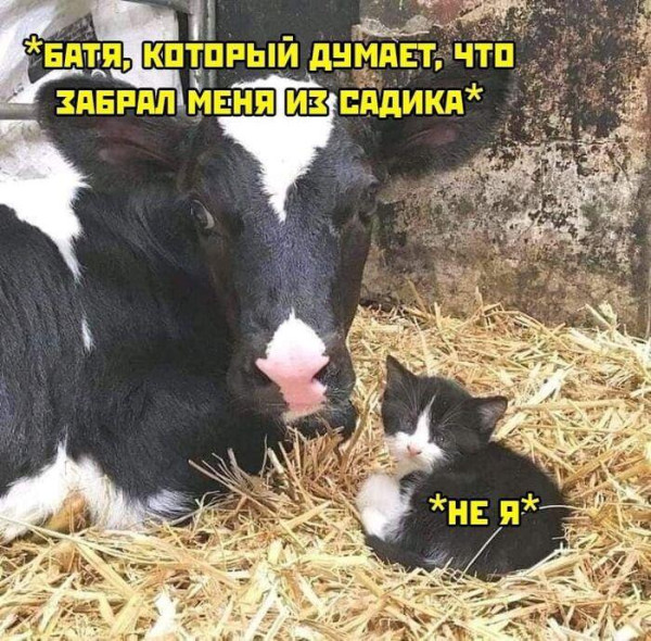 Мем, Антиклептократ Мем, Антиклептократ