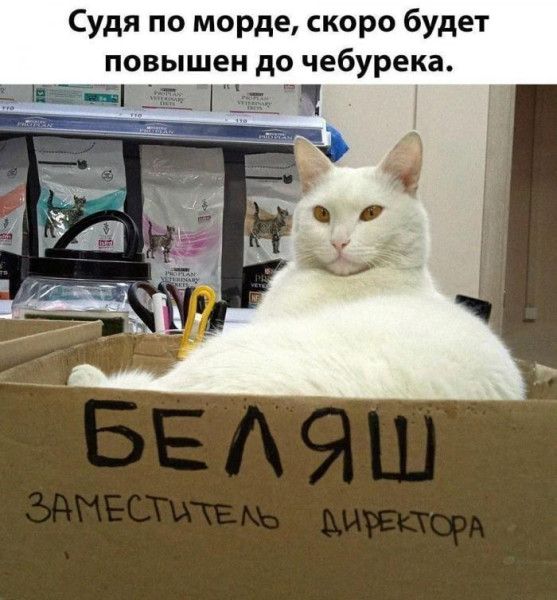 Мем, Антиклептократ Мем, Антиклептократ