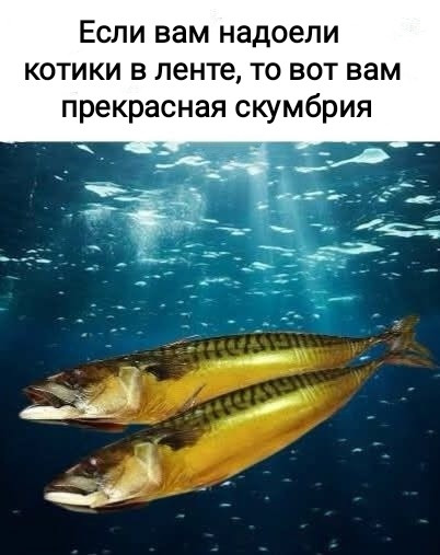 Мем, Рысь Мем, Рысь