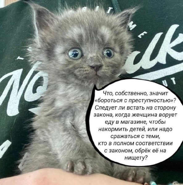 Мем, Diogenes