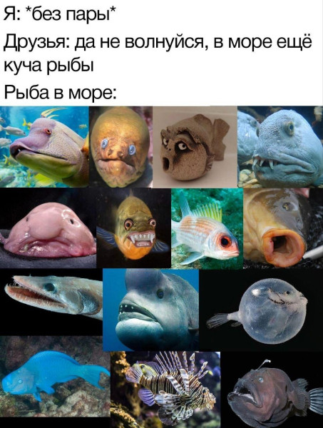 Мем, Антиклептократ