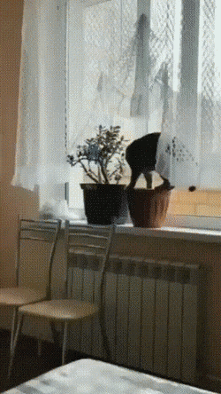 Мем: Котики успокаивают нервы, - говорили мне.
