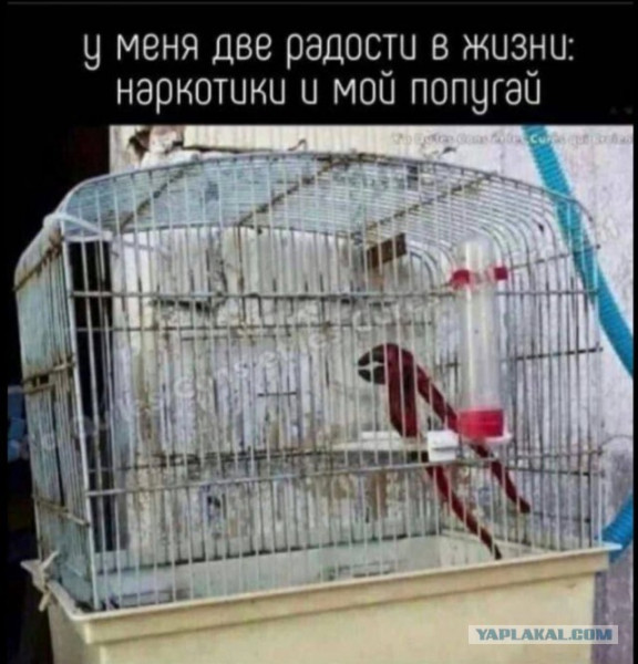 Мем Мем