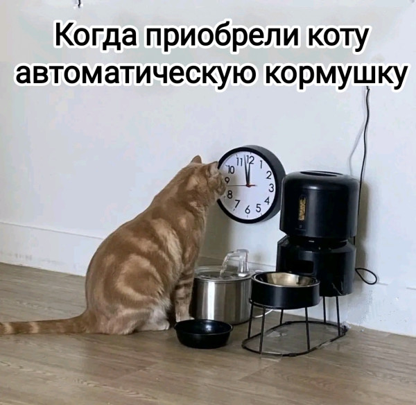 Мем, Рысь