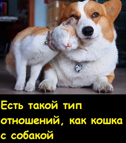 Мем, Лис Интересный Мем, Лис Интересный