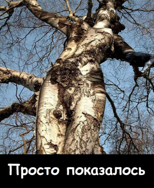Мем, Лис Интересный