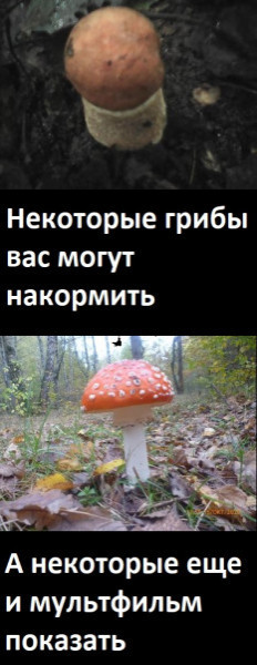 Мем, Лис Интересный Мем, Лис Интересный