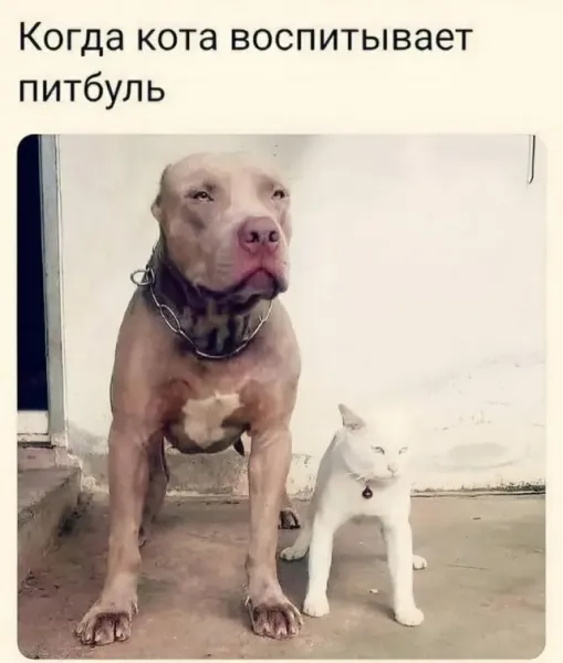 Мем Мем