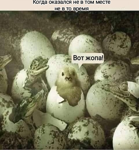 Мем, Рысь Мем, Рысь