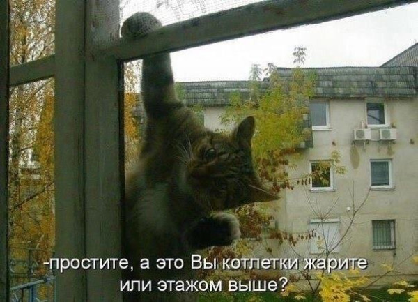 Мем, Антиклептократ