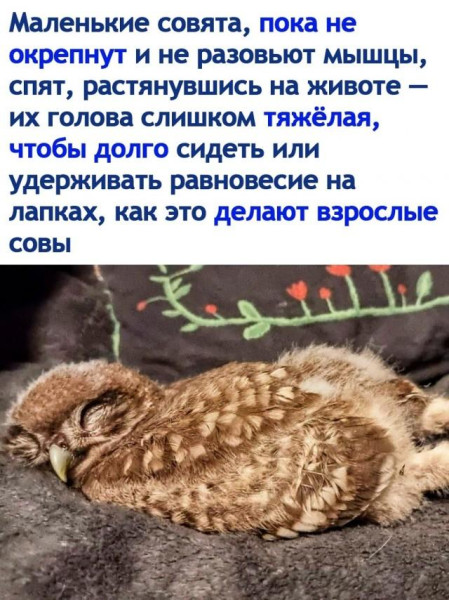 Мем, Антиклептократ Мем, Антиклептократ