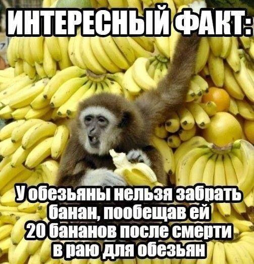 Мем, Ashmedai Мем, Ashmedai