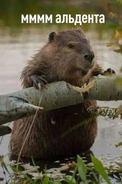 Мем, Рысь Мем, Рысь