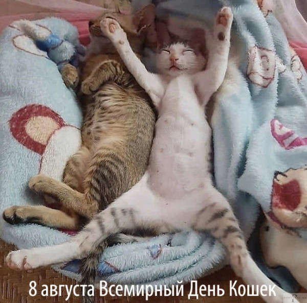 Мем: 8 августа День кошек Мем: 8 августа День кошек