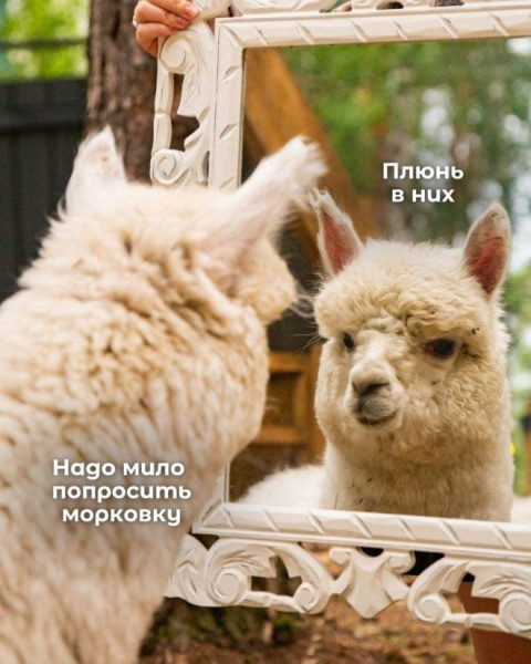 Мем: Мемы про тебя, iteam Мем: Мемы про тебя, iteam