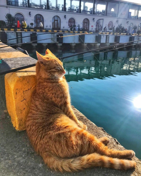 Мем, Александр Скоро Мем, Александр Скоро