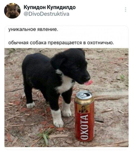 Мем, Ashmedai