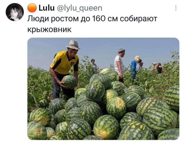 Мем, Ashmedai