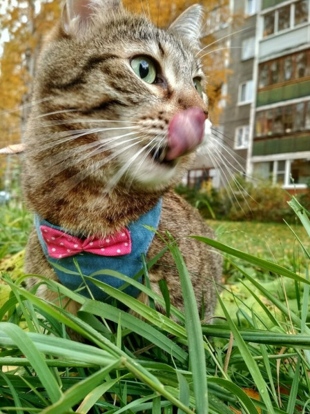 Мем, Александр Скоро Мем, Александр Скоро