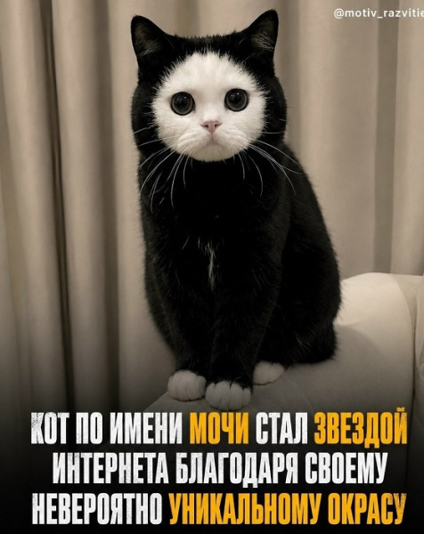 Мем, Алекс Гудков Мем, Алекс Гудков
