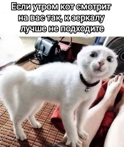 Мем, Рысь Мем, Рысь