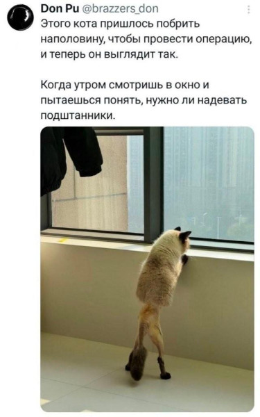 Мем, Bassplayer Мем, Bassplayer