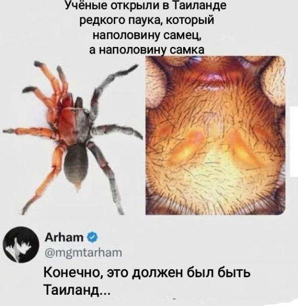 Мем, Рысь