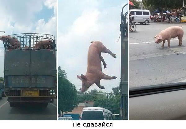 Мем: в англии свинья избежала бойни, Ahmeday