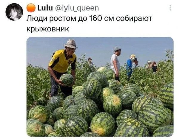 Мем, Bassplayer