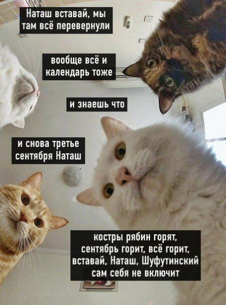 Мем, Антиклептократ