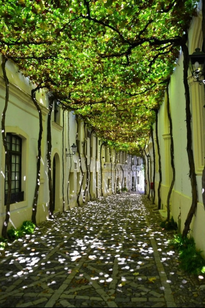 Мем, Александр Скоро Мем, Александр Скоро