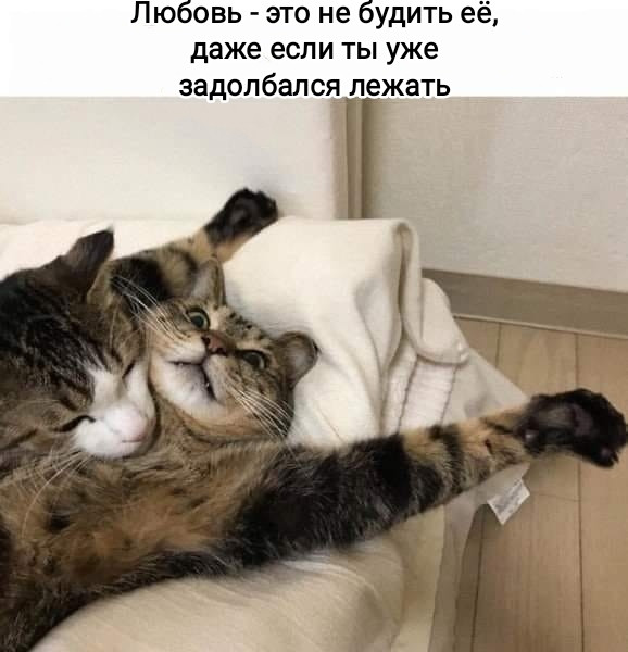 Мем, Рысь Мем, Рысь